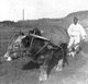 Korea: Man ploughing with an ox, rural scene near Seoul, early 20th century